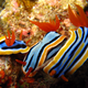 Illustration for article titled Striking Photographs Of Sea Slugs Expose The Alien World Under the Sea